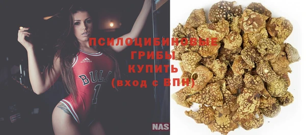 стаф Аркадак
